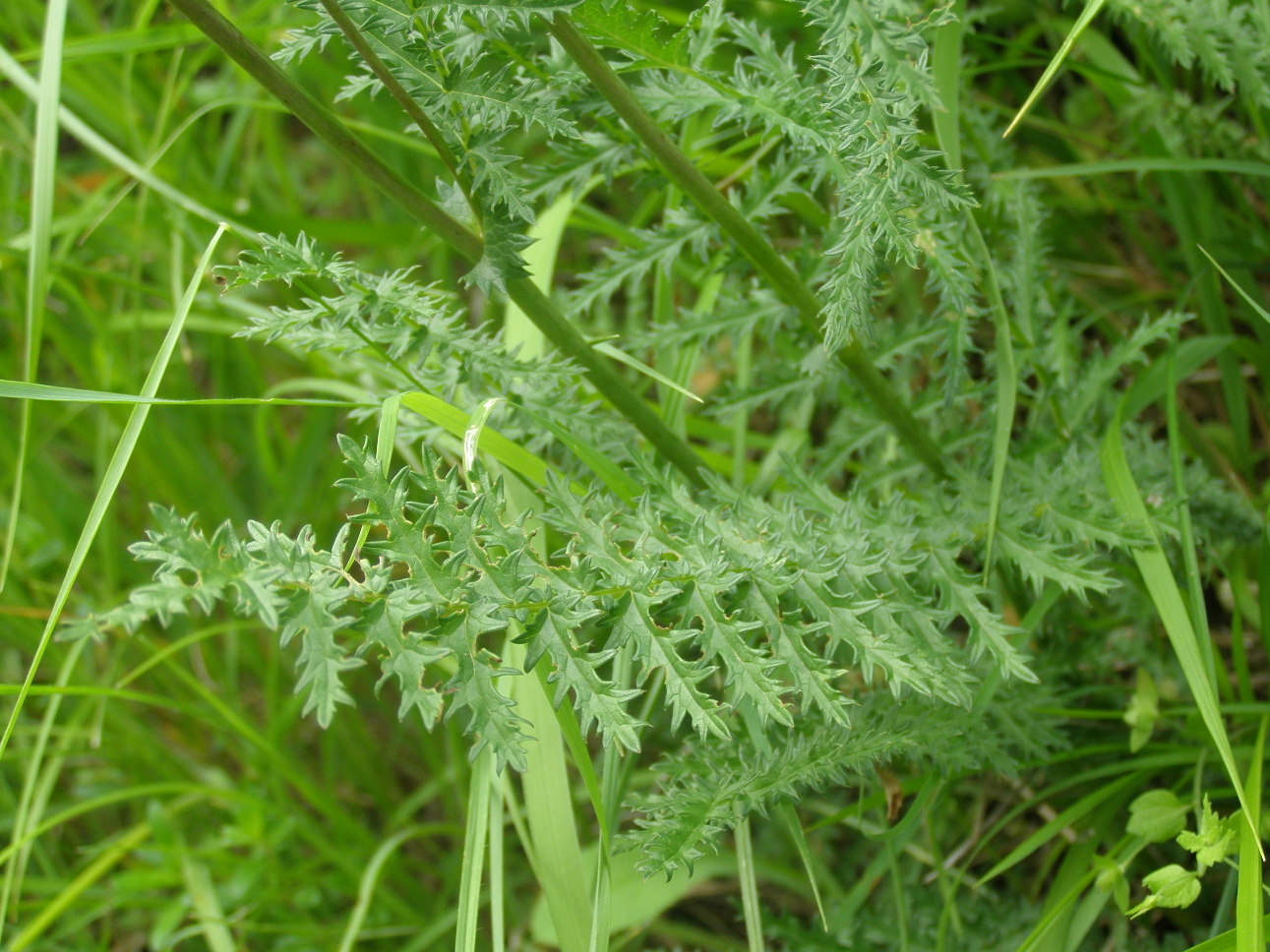 Filipendula vulgaris